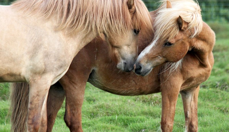 Nægt hesthúsapláss fyrir öll hross