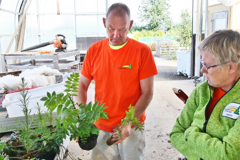 Ungar plöntur verða mun hraustlegri og vaxa betur í moltublandaðri mold