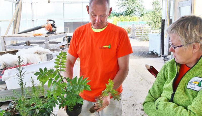Ungar plöntur verða mun hraustlegri og vaxa betur í moltublandaðri mold
