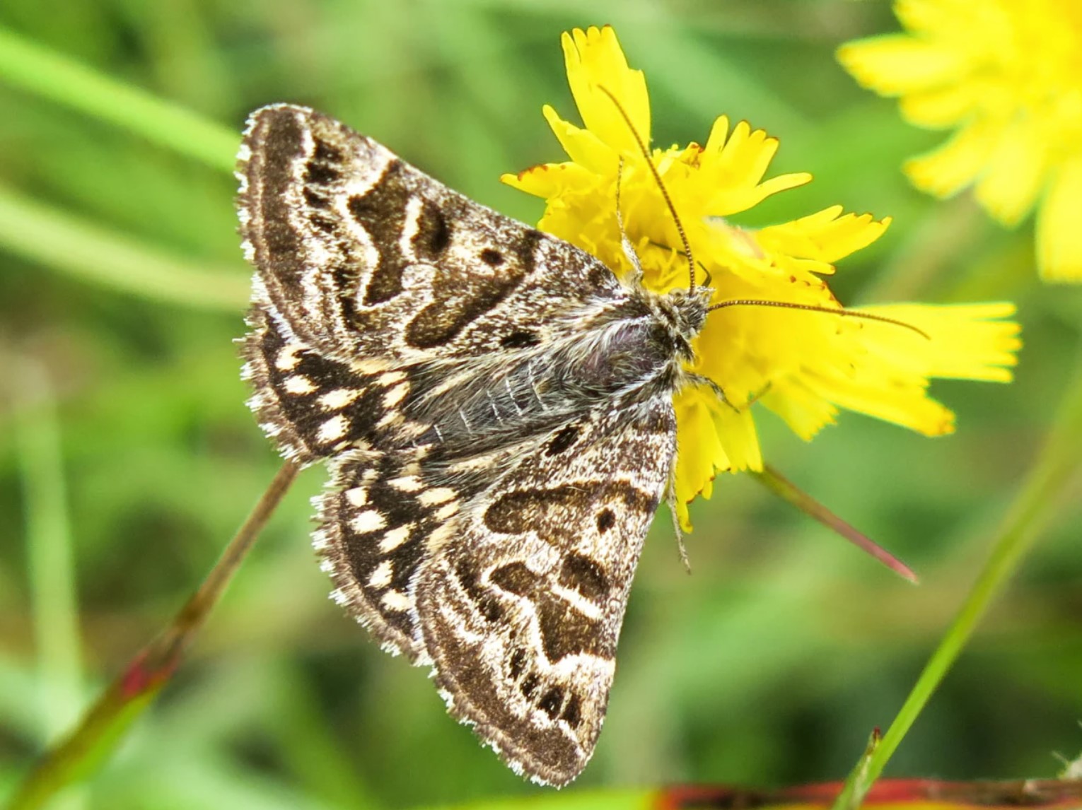 Mölfiðrildi mögulega jafn mikilvæg og býflugur