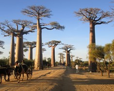 Baobab-breiðstræti