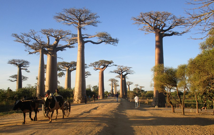 Morgunn við Avenue des Baobab. Myndir / VH.