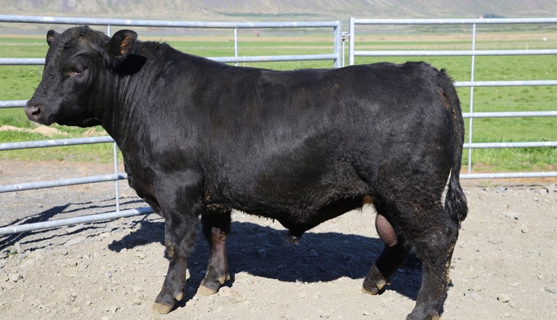 Angus-holdanaut frá NautÍs fædd 2024