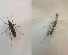 Moskítóflugur og mítlar