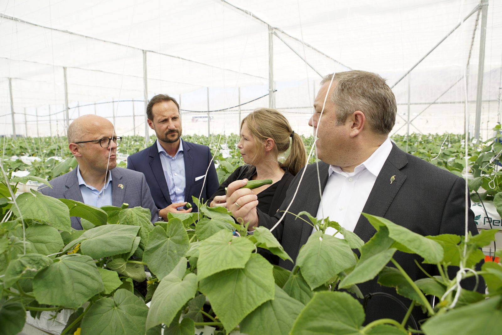 Grænt og vænt í eyðimörkinni