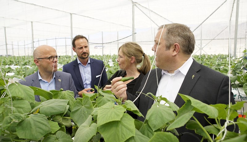 Grænt og vænt í eyðimörkinni