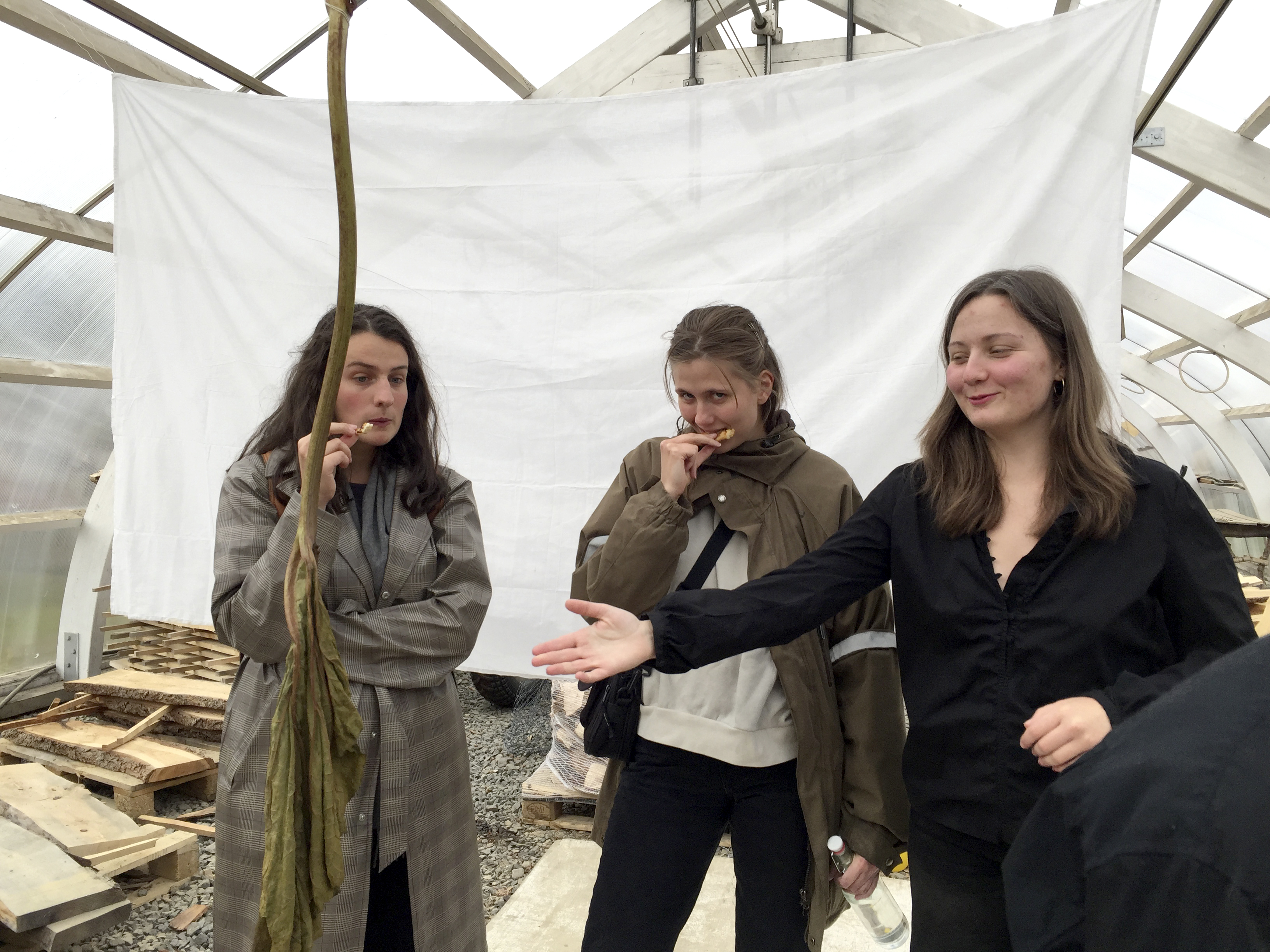 Rabarabaradraumórar