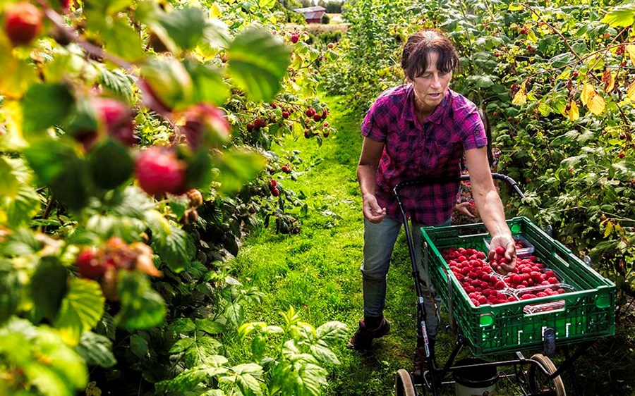 Í Noregi hefur verið biðlað til almennings að hjálpa til við afleysingar ef til þess kemur að bændur veikist illa af kórónuveirunni.