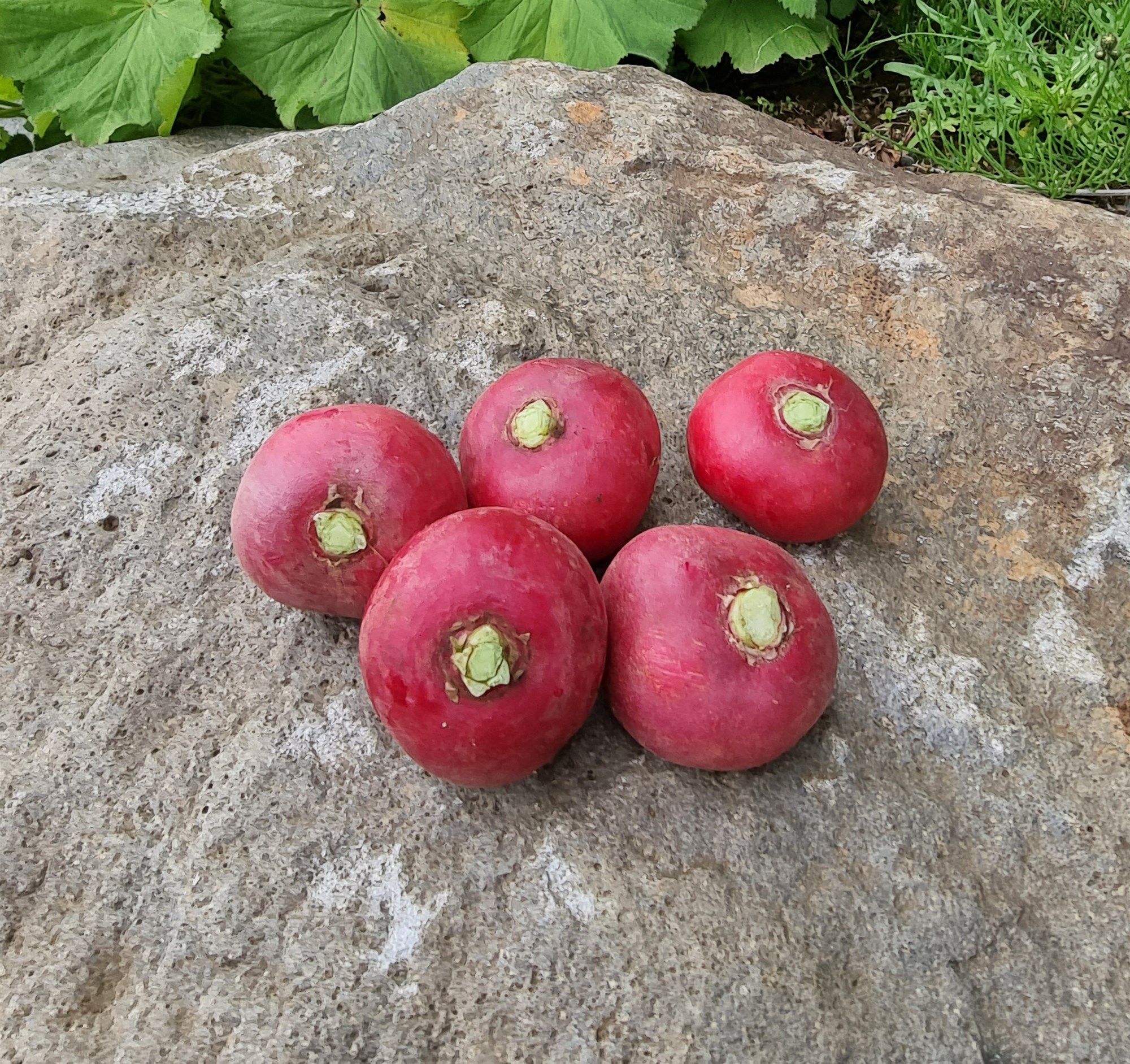 Hasla sér völl með radísum og grænu góðgæti