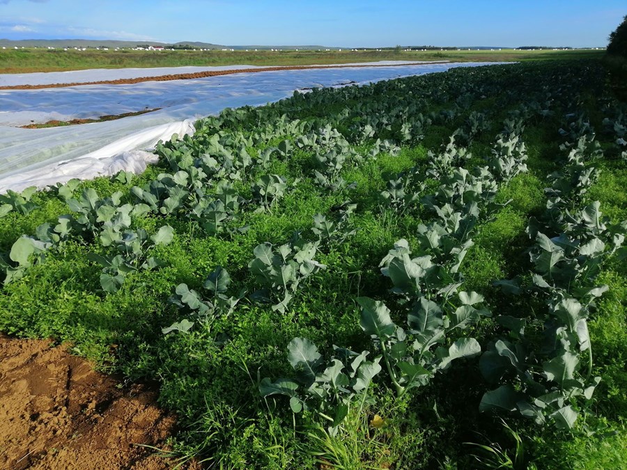 Ásmundur Lárusson, bóndi á Norðurgarði á Skeiðum, sáði út, ásamt fjölskyldu sinni, brokkolí og blómkáli í vor til að auka fjölbreytni í framleiðslu á bænum.