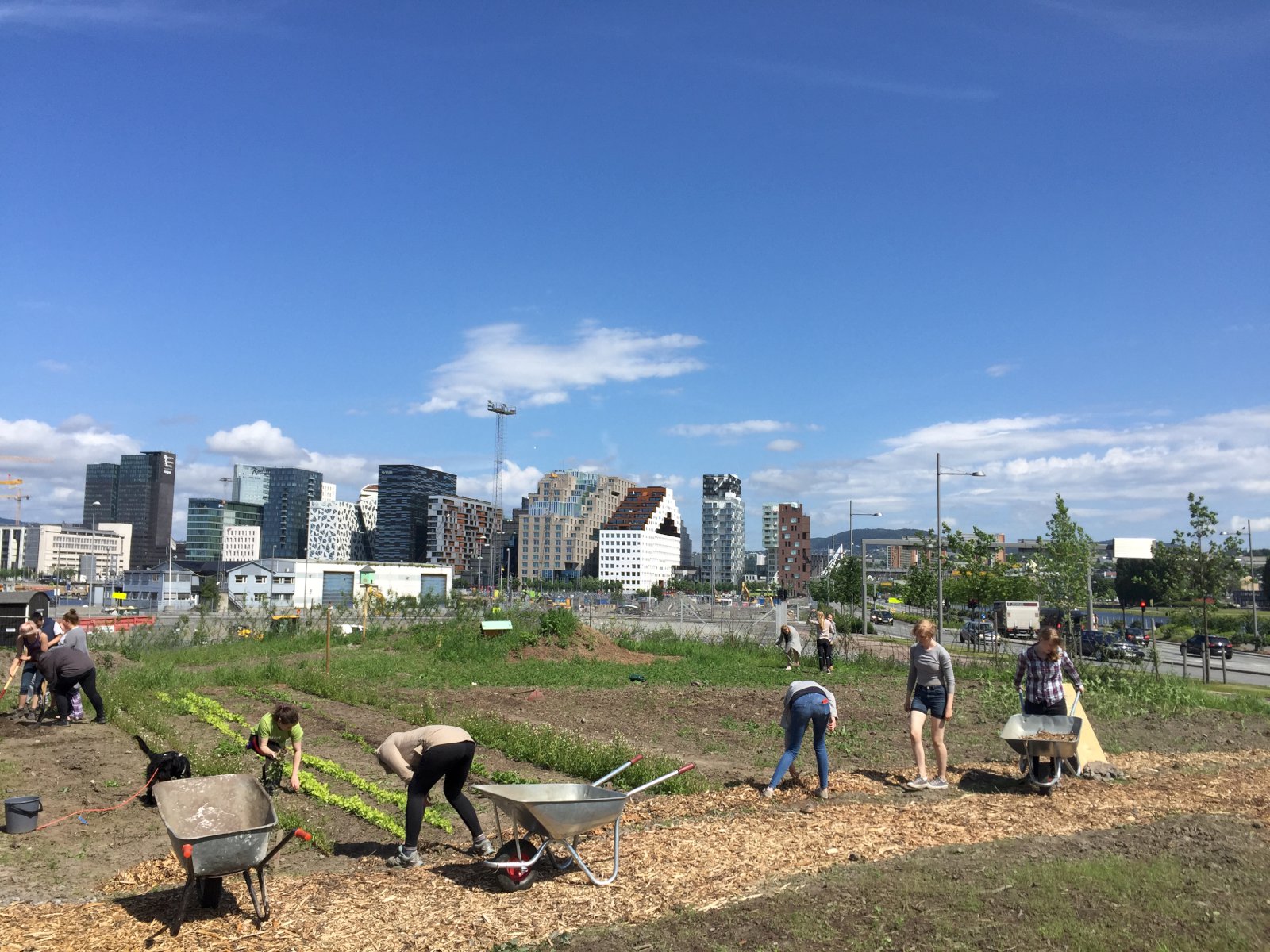 Borgarbóndinn blómstrar í Osló
