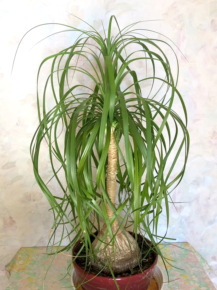 Flöskuliljan sérkennilega