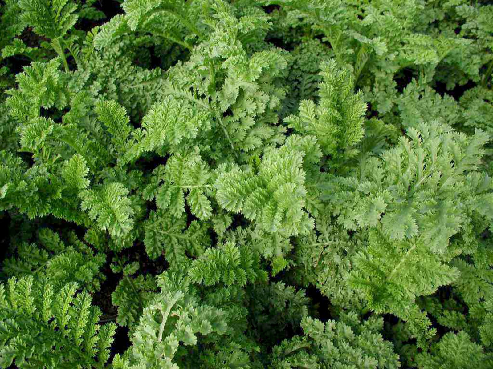 Jurtir Karlamagnúsar – munkareinfang