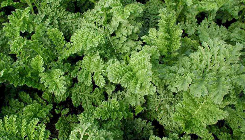 Jurtir Karlamagnúsar – munkareinfang