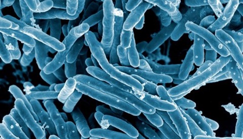 Garnaveiki staðfest á sauðfjárbúi í Húnavatnshreppi