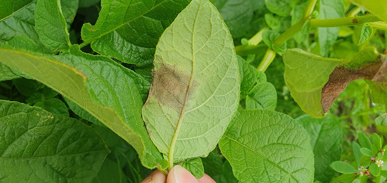 Kartöflumygla – Mygluspá og mygluvarnir í hlýnandi loftslagi