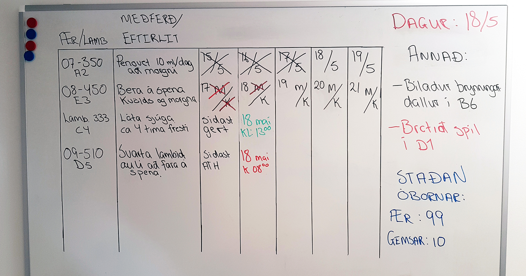 LEAN í sauðburðinum