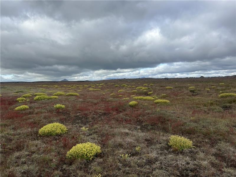 Getur þú bætt í þekkingarbrunn um íslenska náttúru?