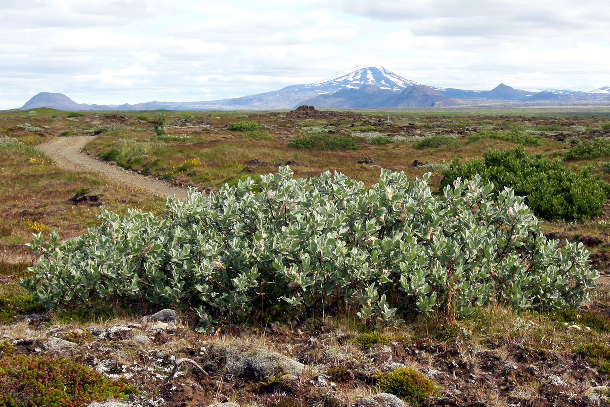 Gæðastýring í sauðfjárrækt og sjálfbær landnýting