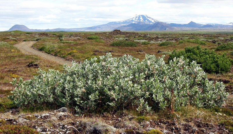 Gæðastýring í sauðfjárrækt og sjálfbær landnýting