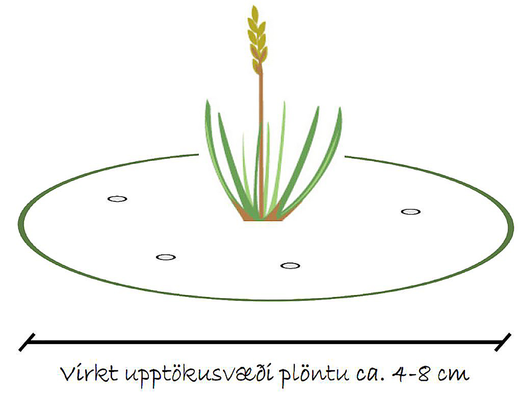 Einkorna áburður tryggir jafna dreifingu næringarefna