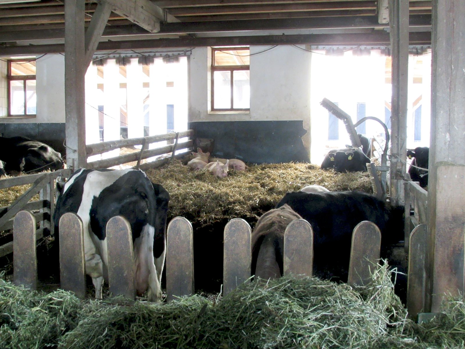Lífrænn bóndabær – Braun í Þýskalandi