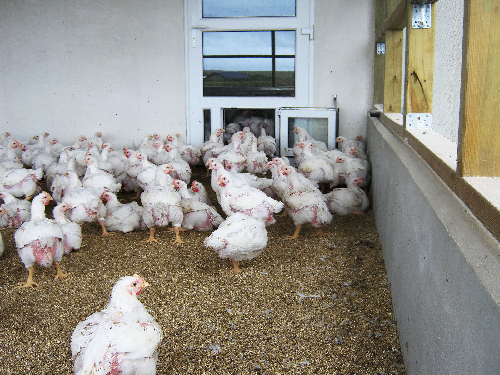 Vistfugl á leið í verslanir