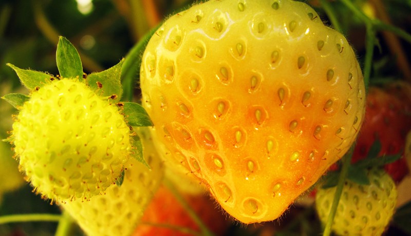 Jarðarberjaræktun í gróðurhúsi – 3. hluti: Uppskera