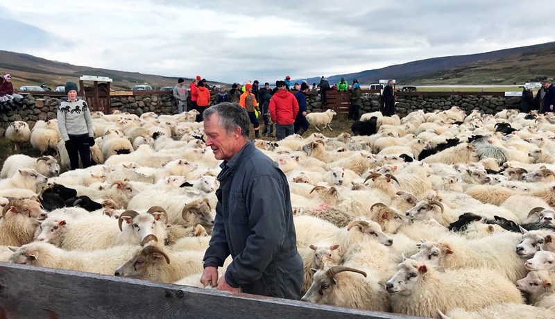 Það tekur um viku og 137 dagsverk að smala allan afrétt Fljótsdælinga