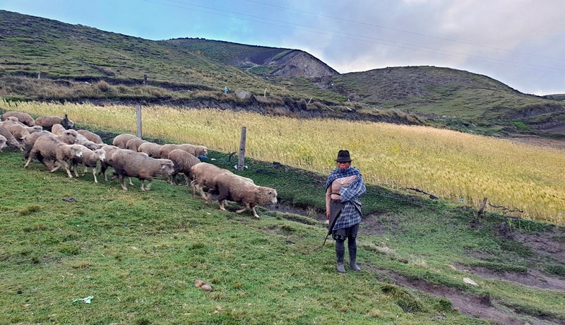 Heimaslátrun – hvað má og má ekki víða um heim?