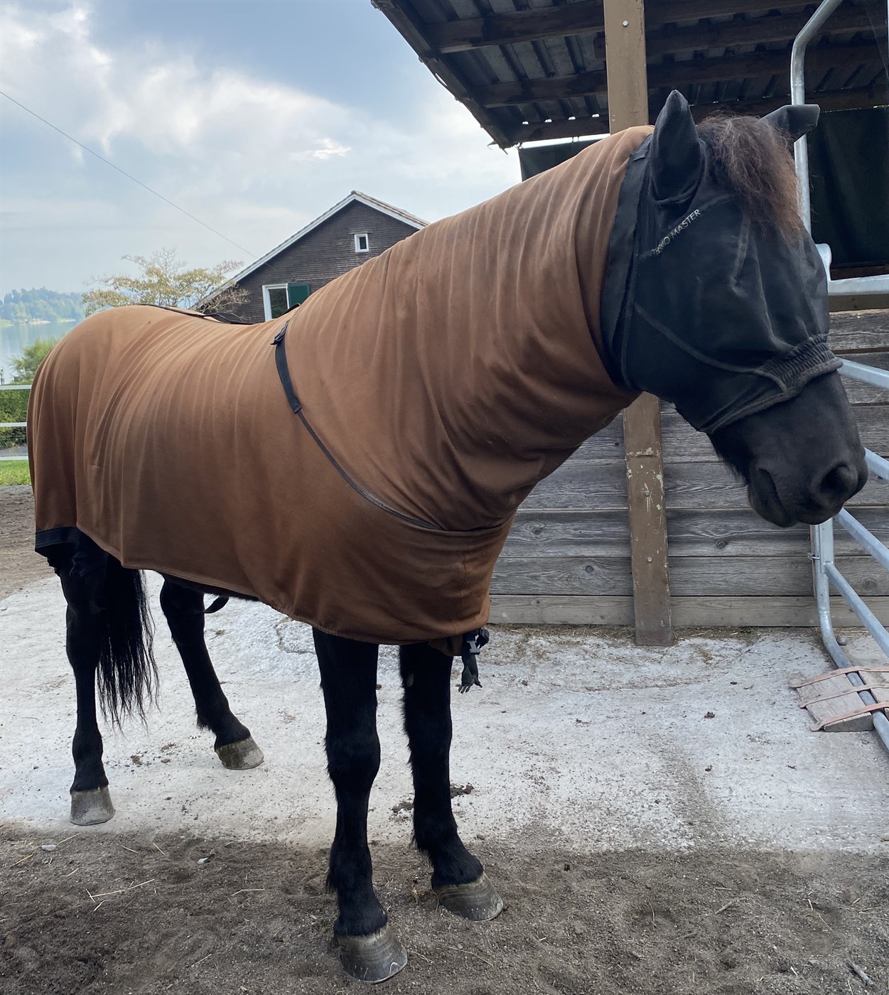 Fréttir af sumarexemi