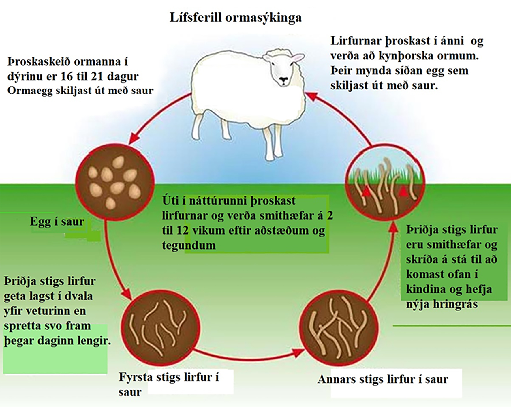 Ormasýkingar í sauðfé