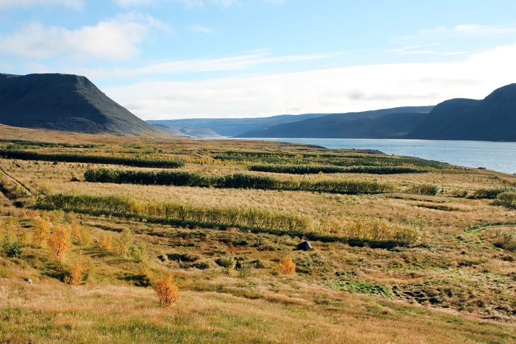 Árangur skjólbeltaræktunar á Vestfjörðum