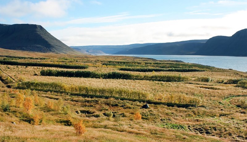 Árangur skjólbeltaræktunar á Vestfjörðum
