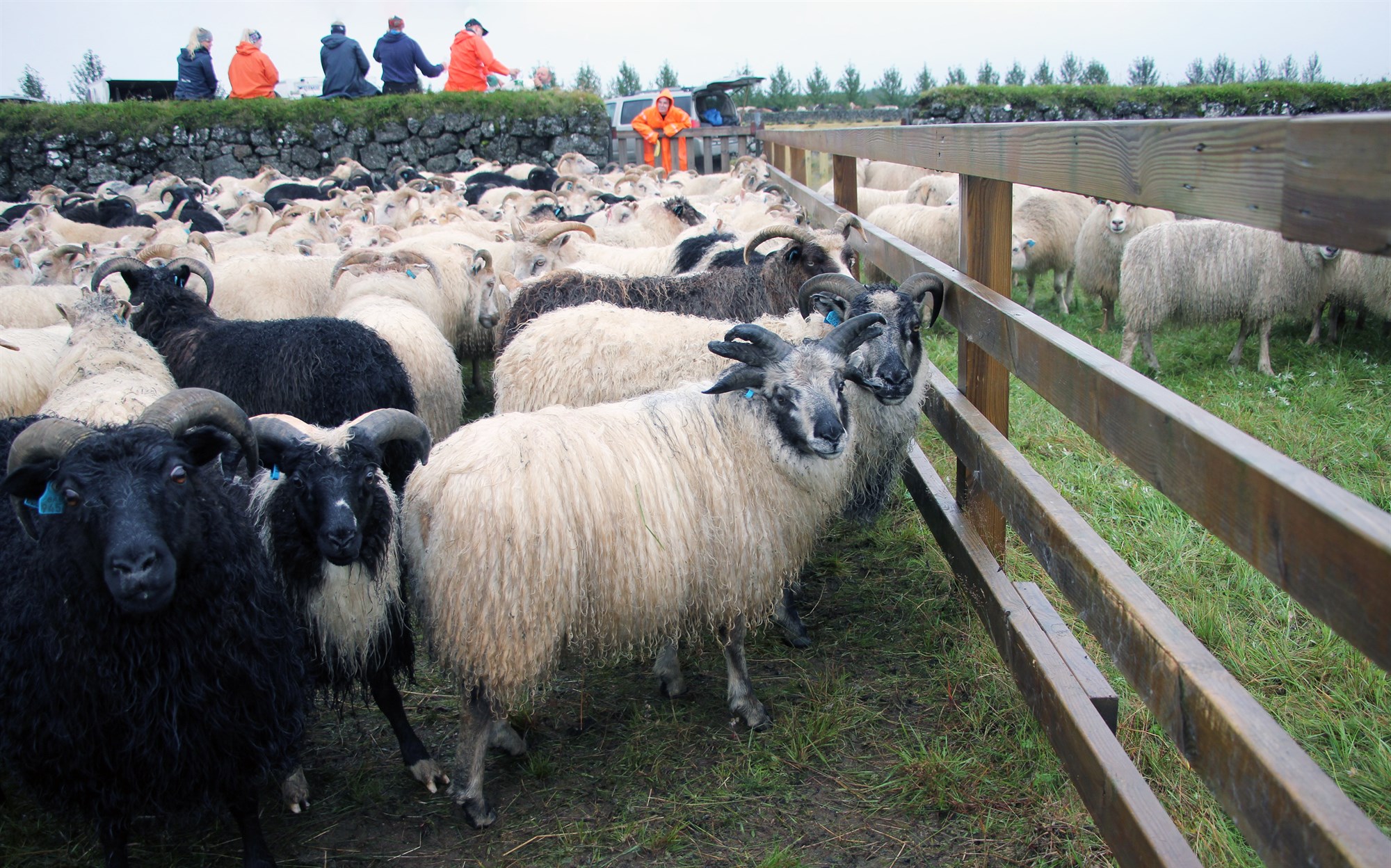 Einstakur sexhyrndur lambhrútur