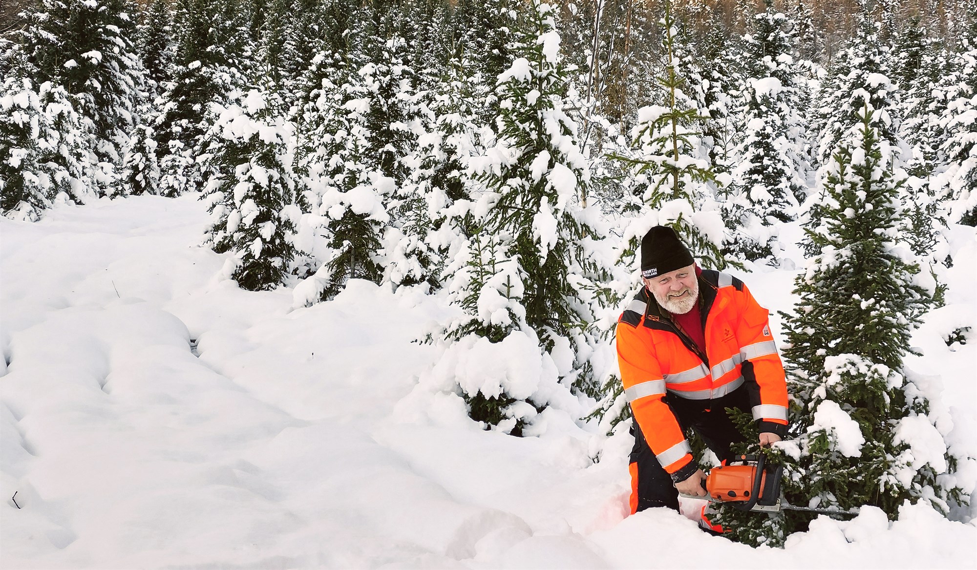 Íslensk tré sækja í sig veðrið á kostnað þeirra innfluttu