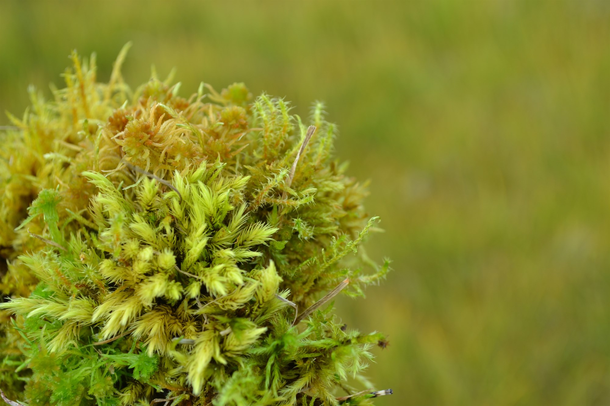 Mosarnir í mýrinni