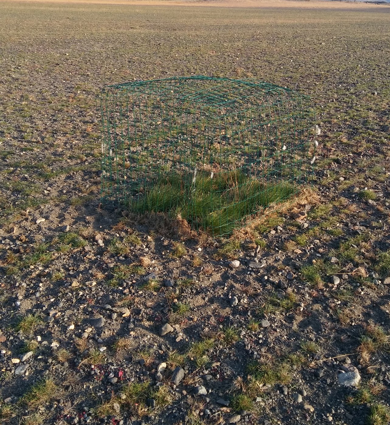 Áhrif beitar á uppgræðslusvæði