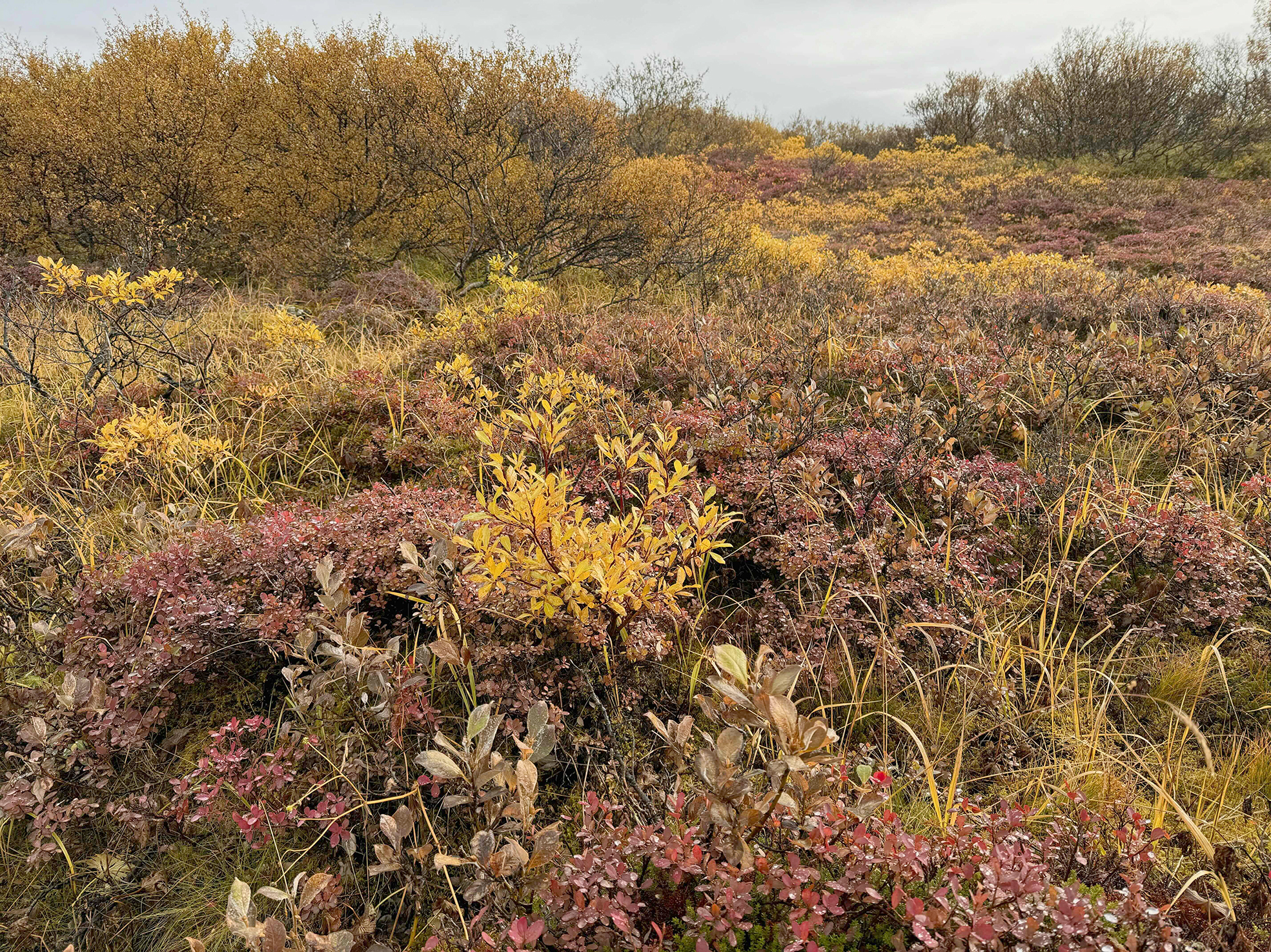 Líffræðileg fjölbreytni og loftslagsmál