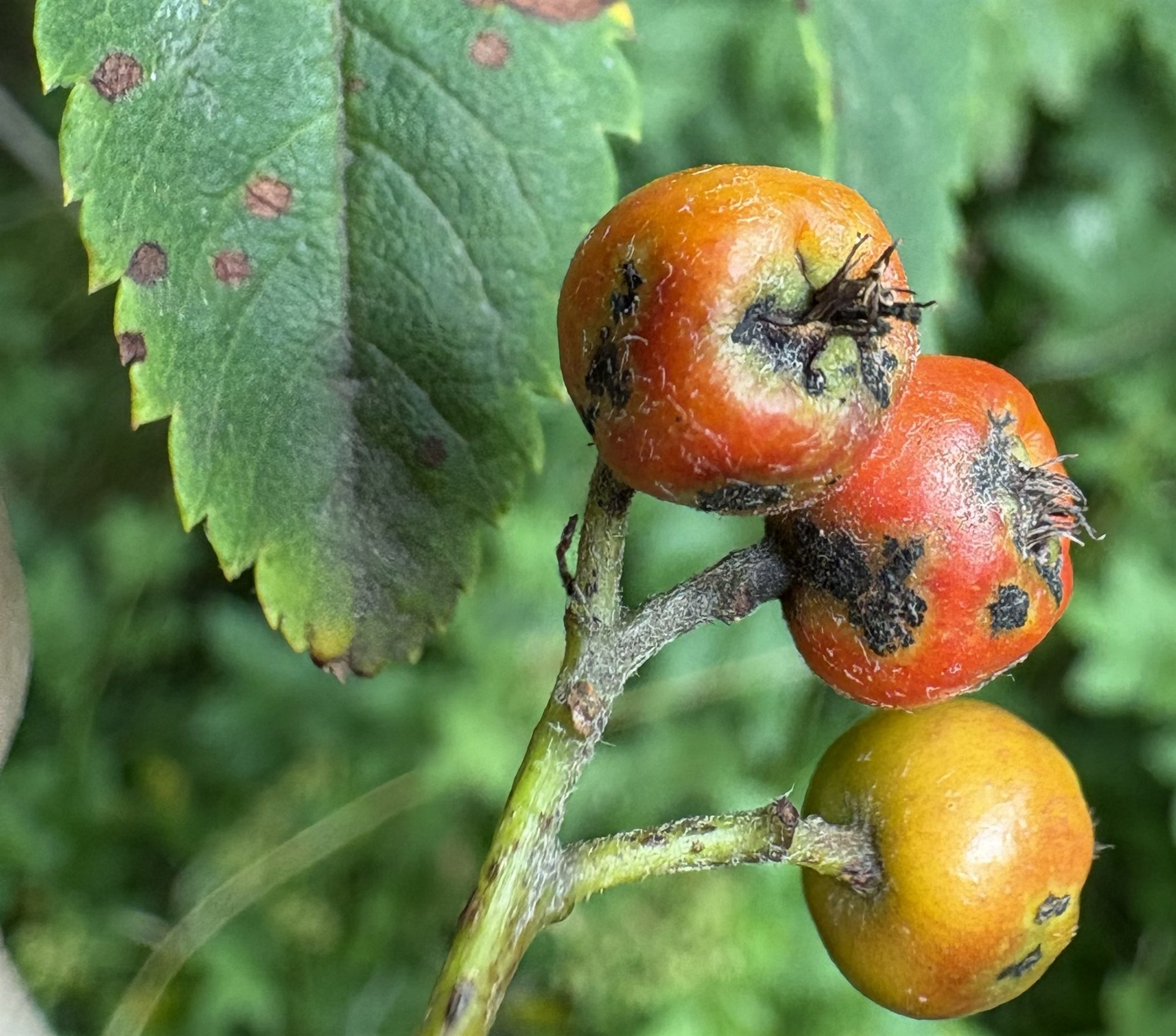 Reyniviður og skaðvaldar