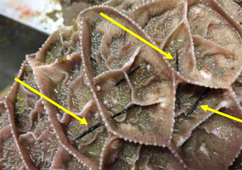 Aðskotahlutir sem stungist hafa inn í vegg kepps.