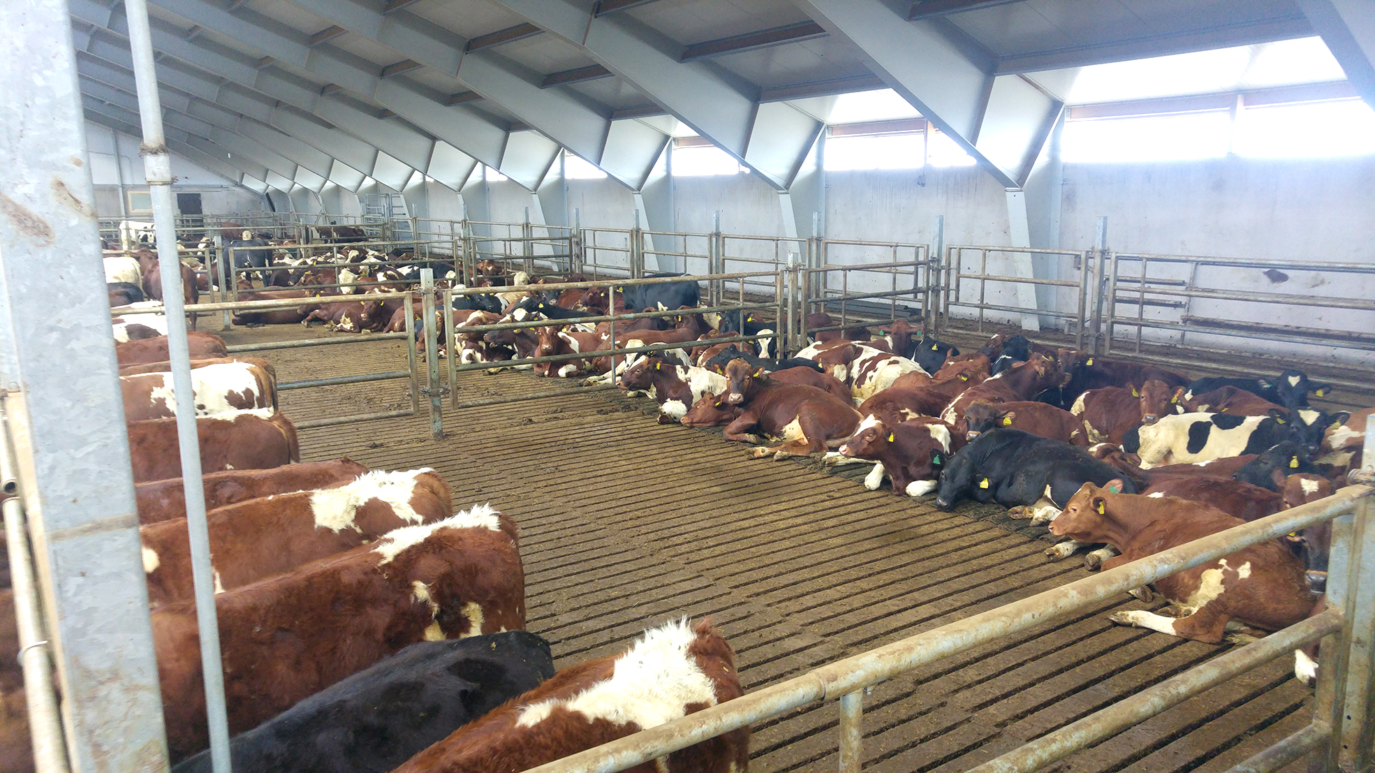 Nautgripir þurfa gott legusvæði