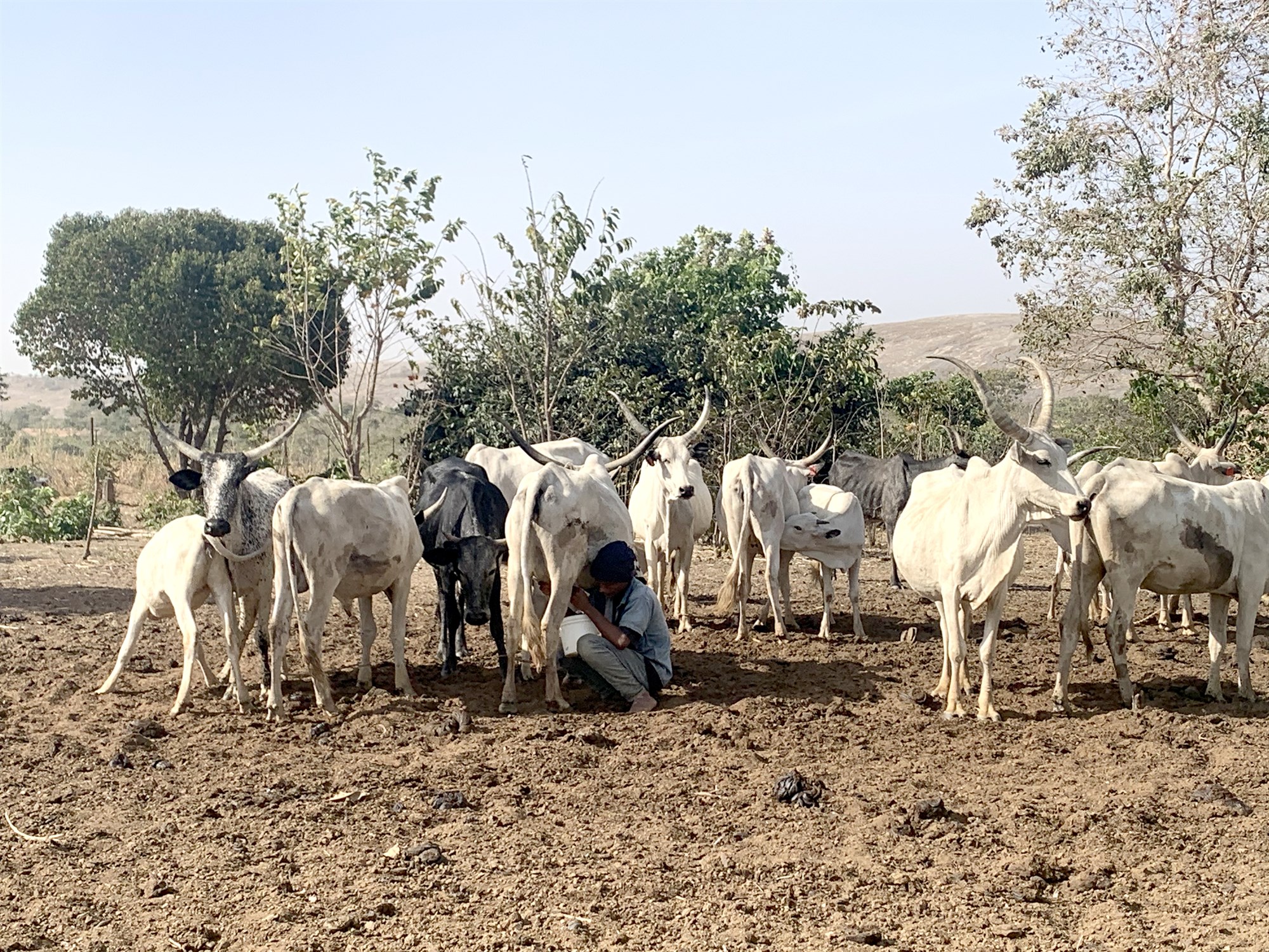 Nota sólina til þess að kæla mjólkina