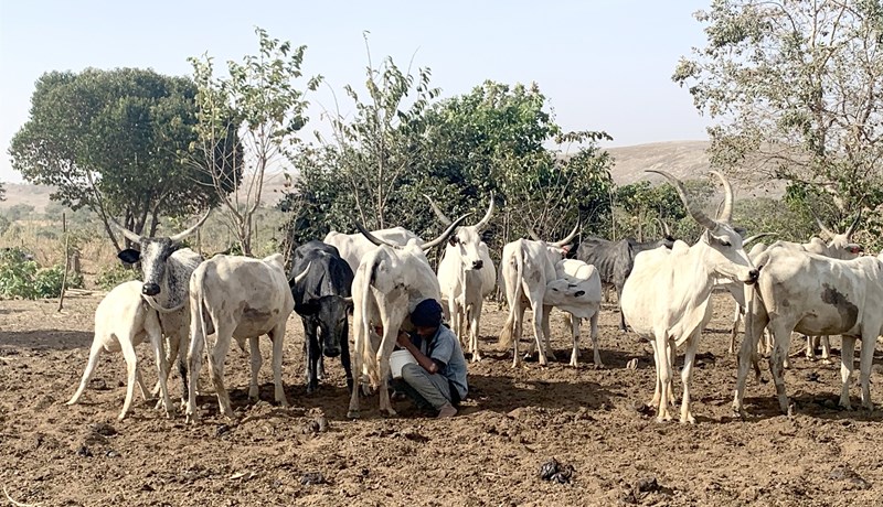 Nota sólina til þess að kæla mjólkina