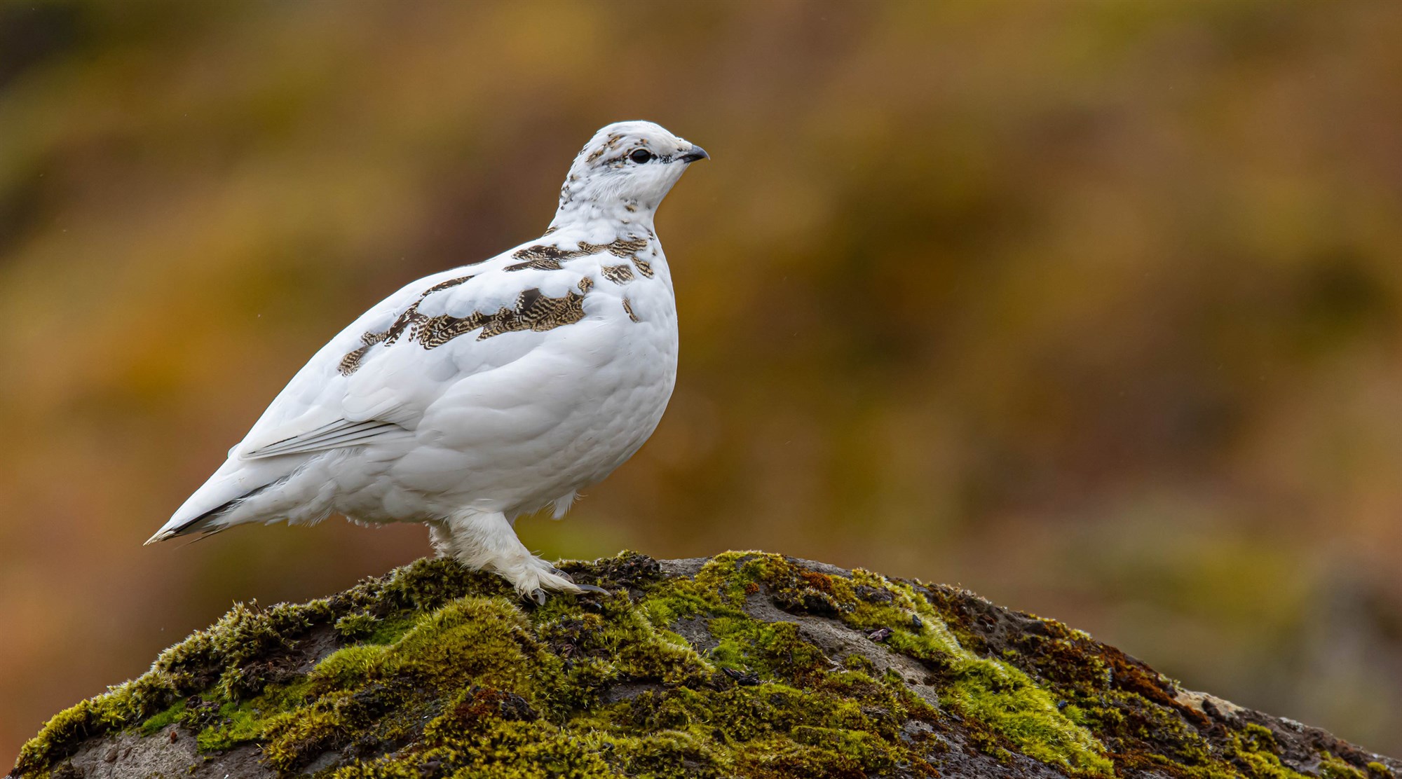 Veiðitímabil rjúpu ákveðið