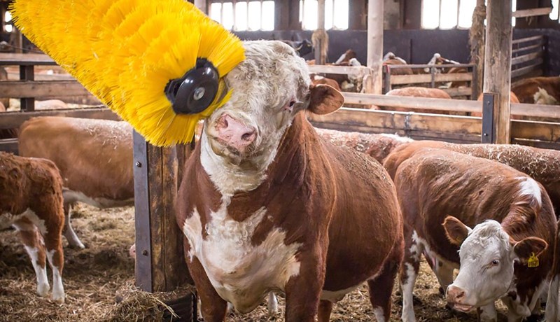 Allir nautgripir ættu að hafa aðgengi að klórum