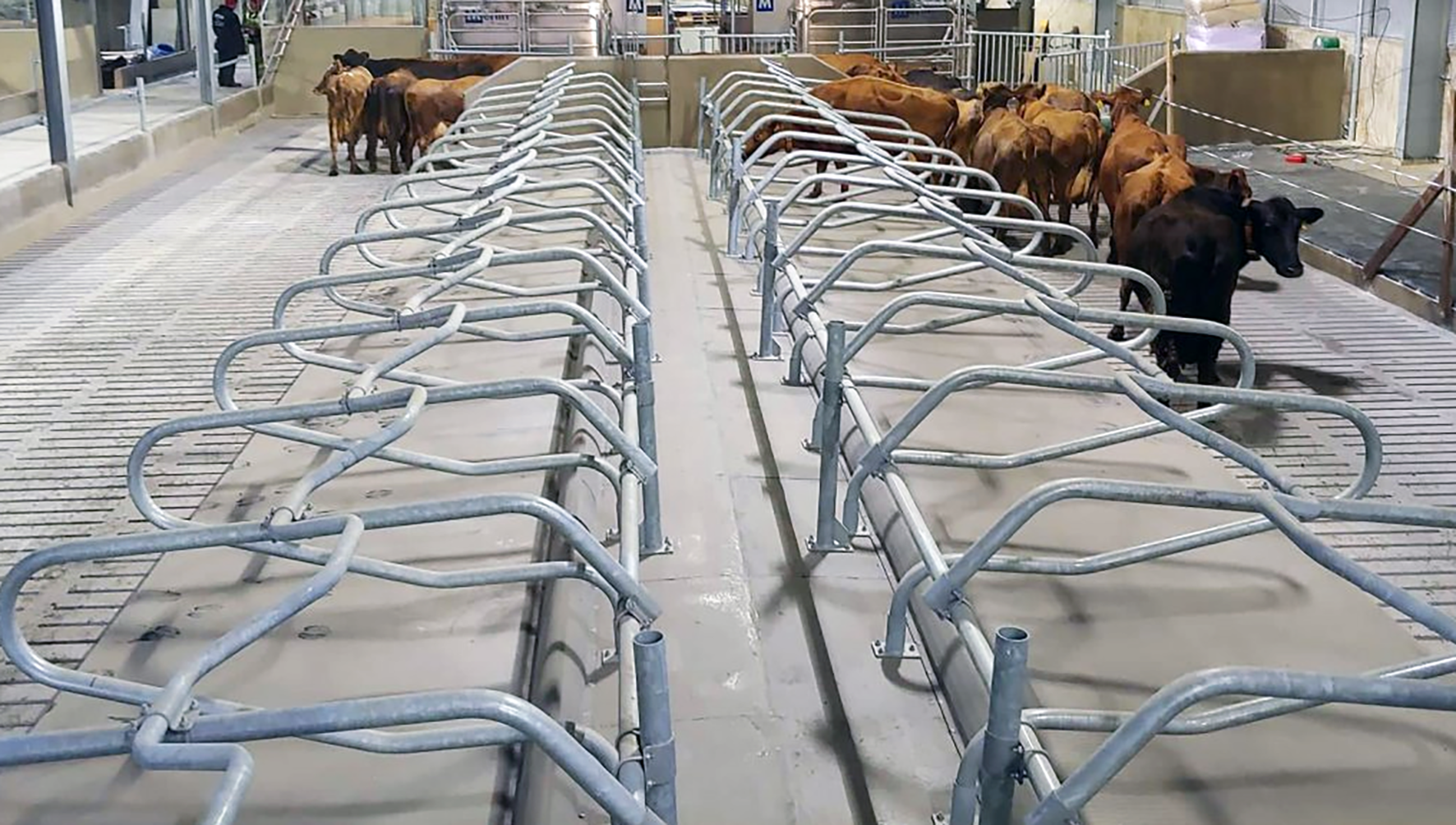 Kýrnar fá ekki í bakið, en …