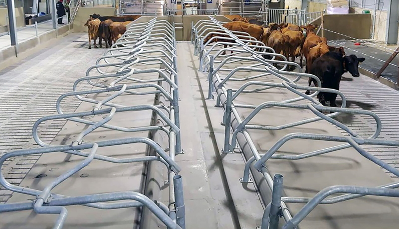 Kýrnar fá ekki í bakið, en …