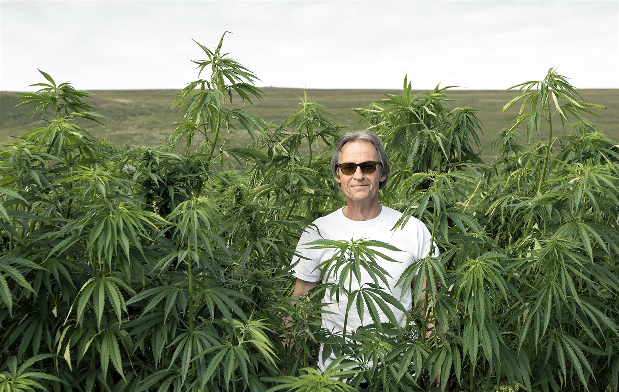 Hampurinn óx hratt í hitabylgjunni