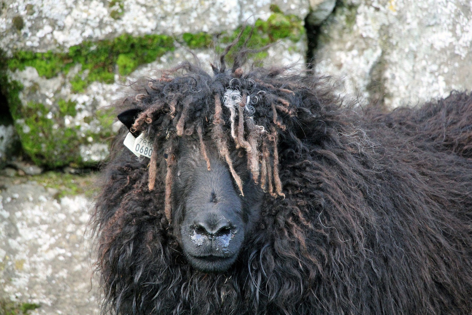 Ræktun á brúskfé